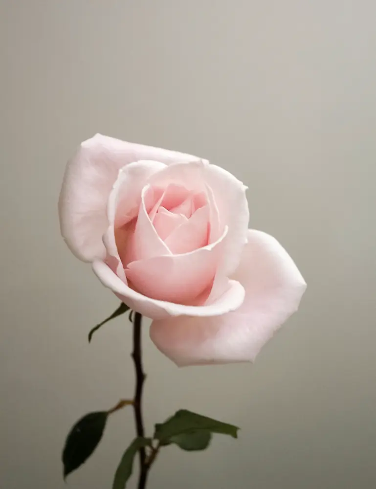 Sweet Rose 50 Ml Perfume Oil Dropper - Image 2
