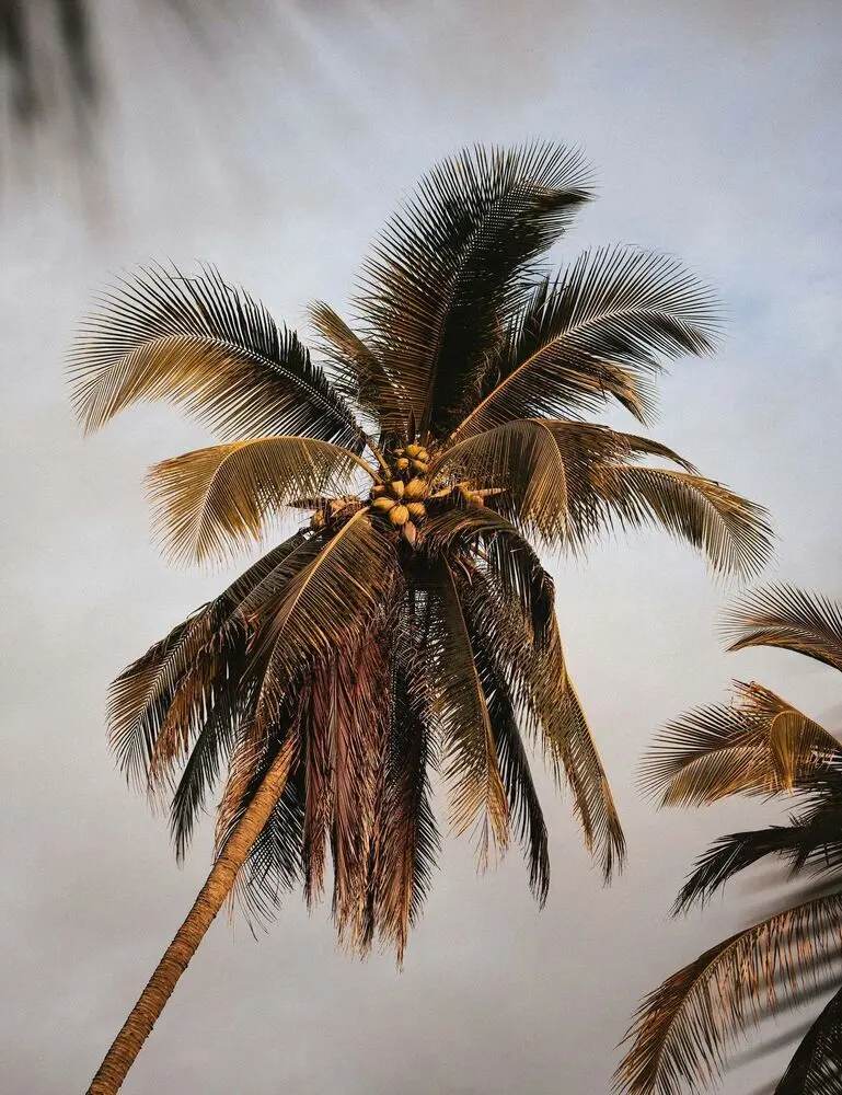 Coconut Sandalwood 95 Ml Hair Perfume - Image 2