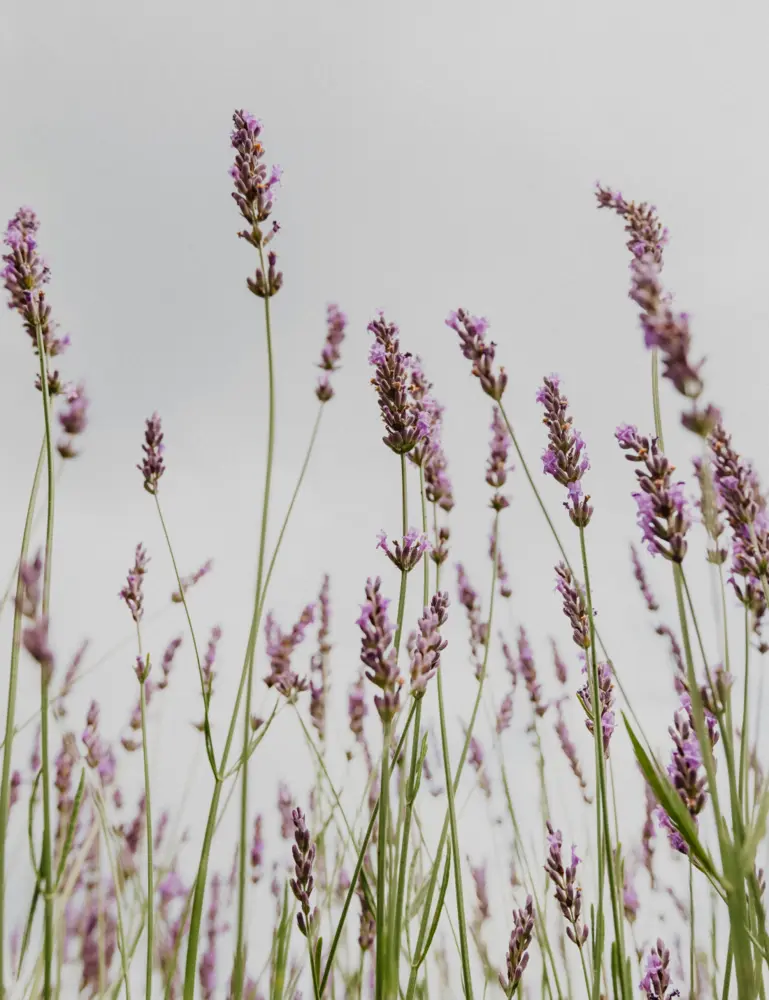 Lavender 12 Oz Scented Candle - Image 5