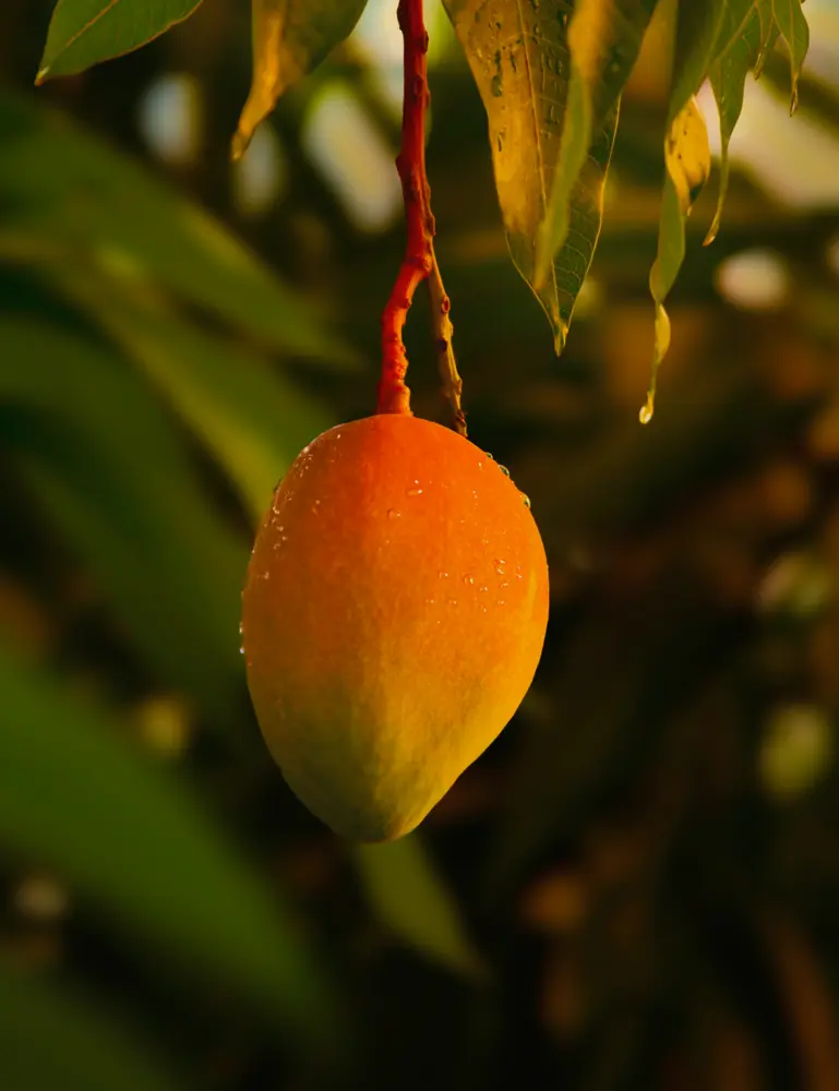 Guava Mango 12.7 Oz Body Scrub - Image 2
