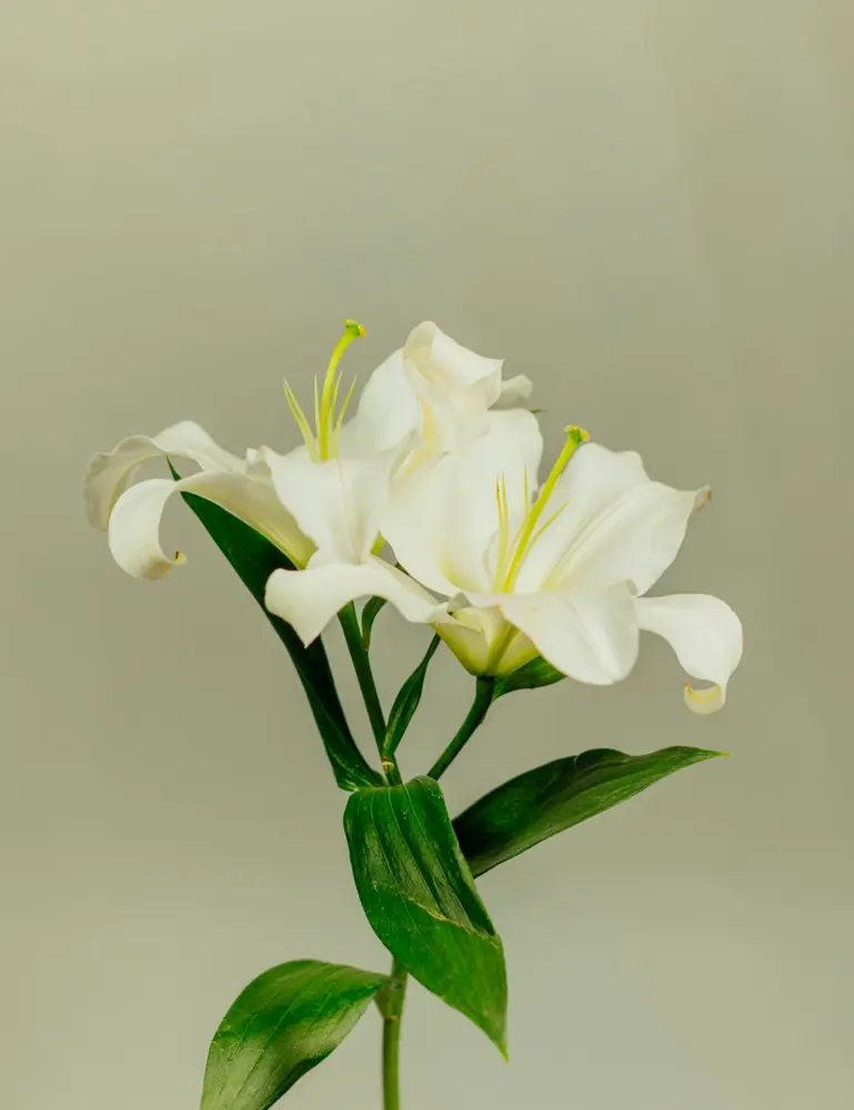 Gardenia 12 Oz Scented Candle - Image 2