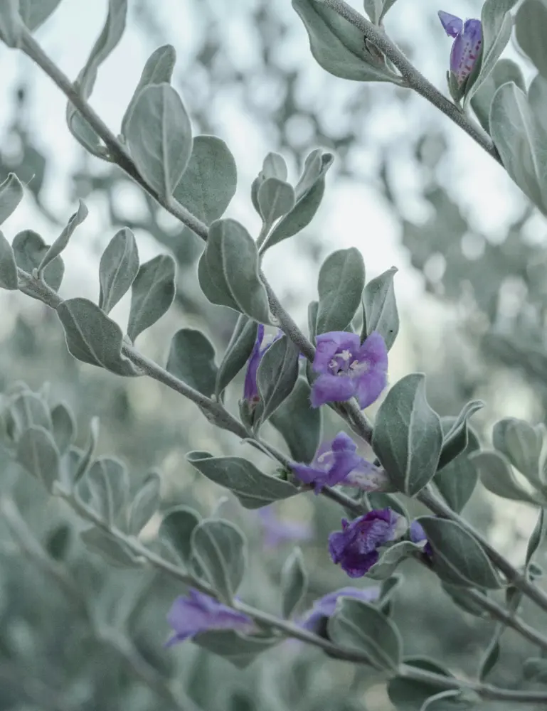 Eucalyptus & Lavender 12 Oz Scented Candle - Image 2