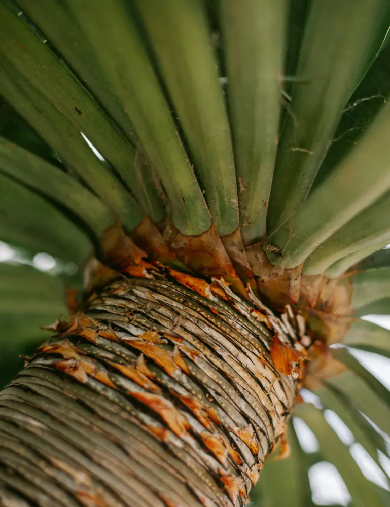 Driftwood & Pineapple 12 Oz Scented Candle - Image 5