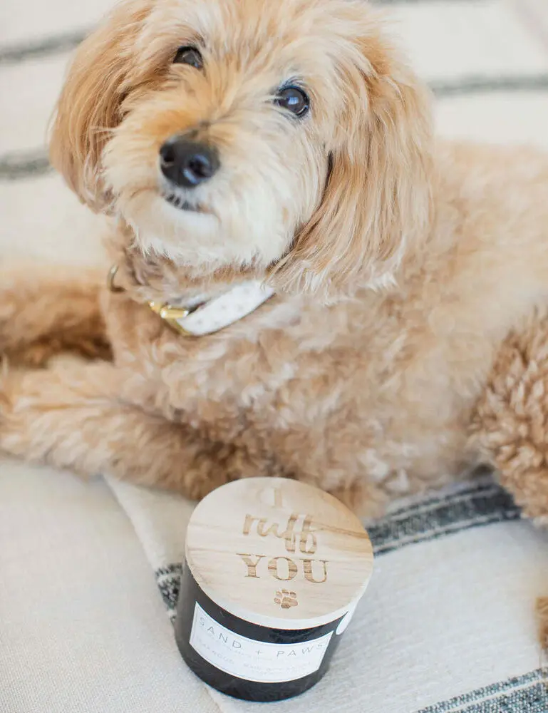 Sand + Paws Teakwood 12 Oz Scented Candle - Image 5